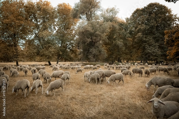 Fototapeta herd of sheep in field in Munich