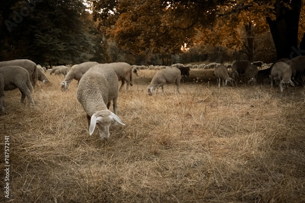 Fototapeta sheep and lambs in Munich