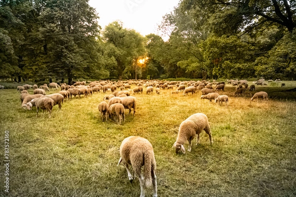 Fototapeta sheep in the field in Munich