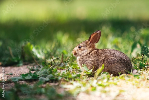 Fototapeta rabbit in the grass