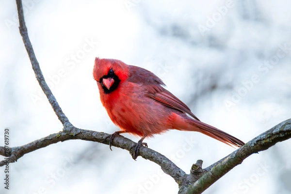 Fototapeta cardinal on a branch
