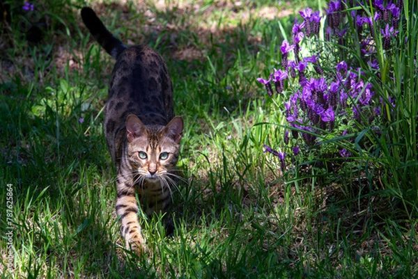 Fototapeta Dramatic image of a Bengal cat walking through a flower field looking into camera.