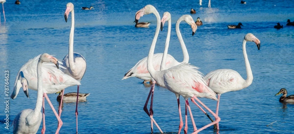 Obraz Fenicotteri