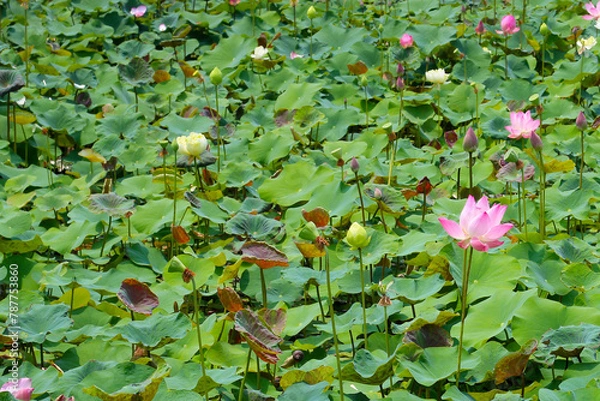 Fototapeta Pink lotus flower blooming in pond with green leaves. Lotus lake, beautiful nature background.