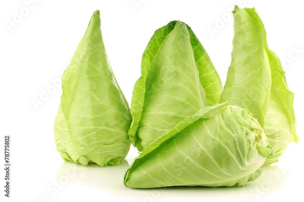 Obraz fresh green pointed cabbages on a white background