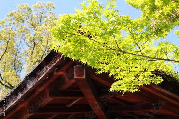 Fototapeta tree in spring