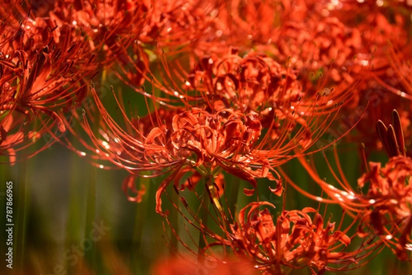 Fototapeta View of the spider lily