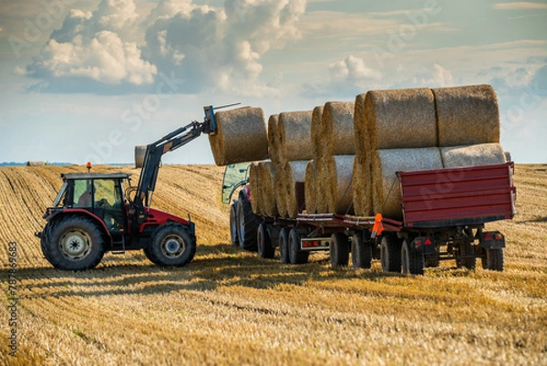 Obraz Red tractor stacks large round hay bales on a trailer during harvest on a sunny day