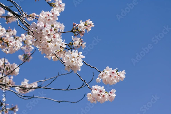 Obraz ソメイヨシノ満開