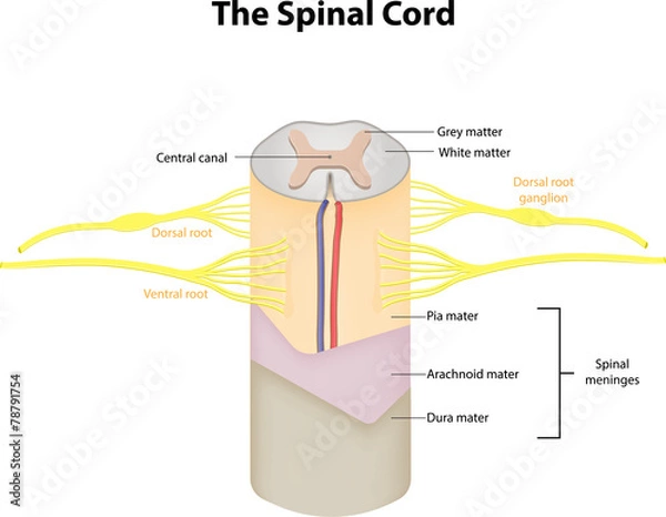 Fototapeta The Spinal Cord Labeled Diagram