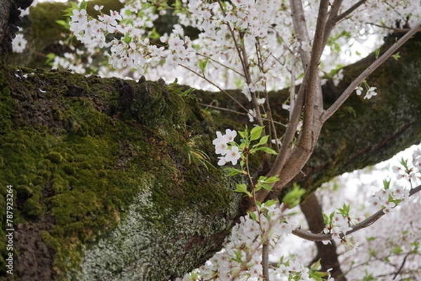 Obraz 苔の生えた幹と桜の花と若葉