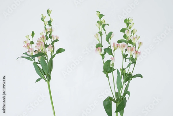 Obraz アルストロメリア