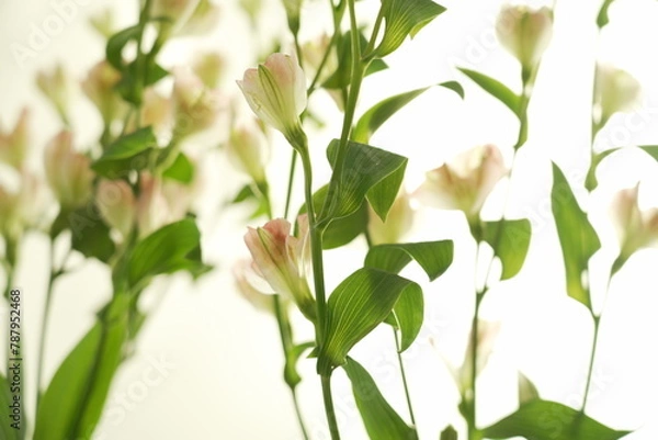 Obraz アルストロメリア