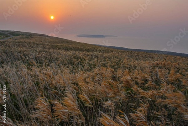 Obraz 天売島の夜明け