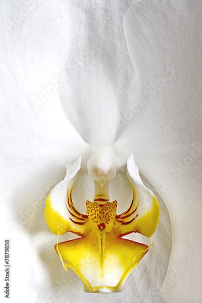 Obraz White Orchid