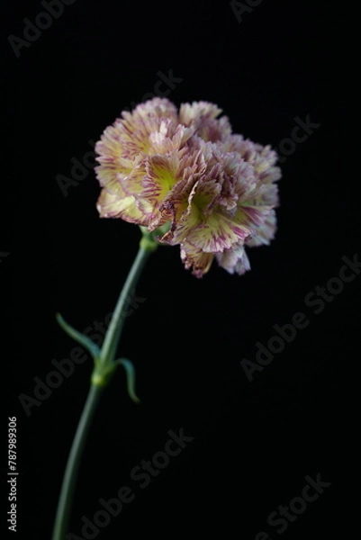 Obraz カーネーション(バカラピンク)