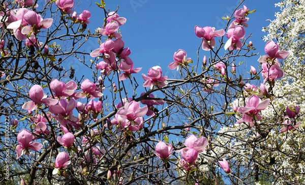 Obraz Magnolia trees in bloom in spring