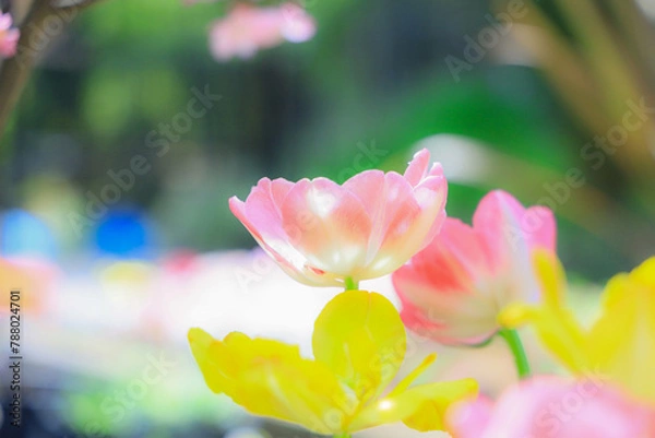 Obraz 背景をぼかした色とりどりのチューリップ