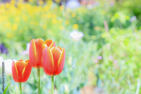 Obraz 背景をぼかした色とりどりのチューリップ