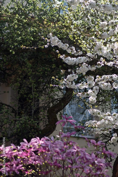 Obraz first spring flowering trees