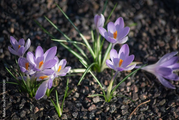 Fototapeta first spring crocus flowers