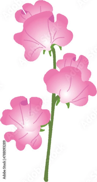 Fototapeta スイートピーのイラスト