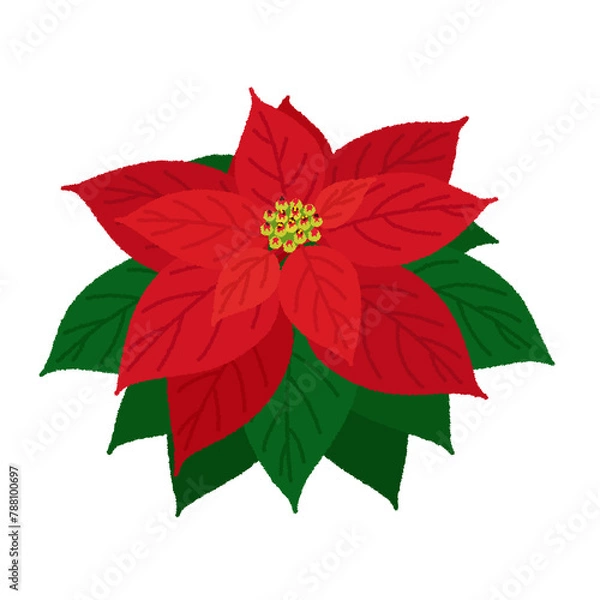Fototapeta ポインセチアのイラスト