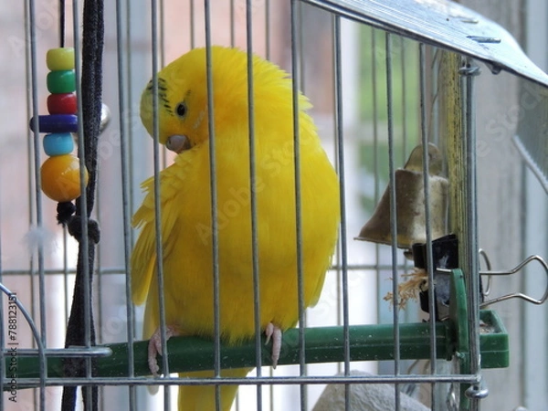 Obraz parrot in cage