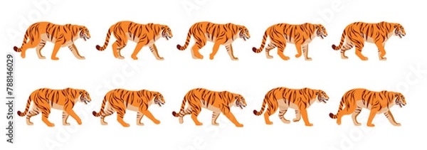 Fototapeta Animated tiger full gait animation cycle.