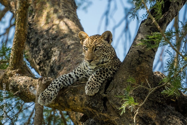 Fototapeta Leopard in a tree in Murchison Falls National Park, Uganda