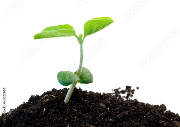 Obraz green soybean