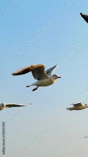 Obraz Seagulls on the sky