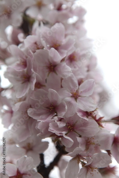 Fototapeta Close up of sakura flowers in bloom