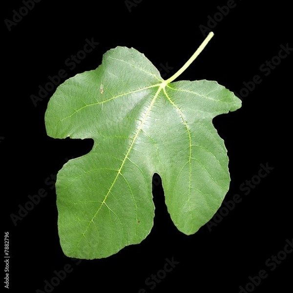 Fototapeta Feigenblatt