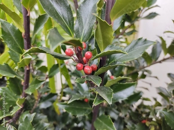 Obraz Ilex x meserveae 'Blue Maid'