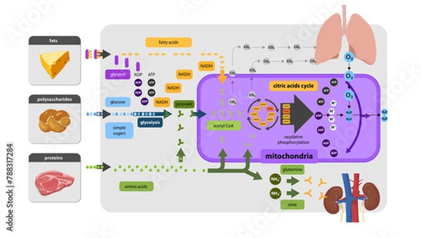 Obraz Krebs cycle, citrate cycle, cellular respiration, mitochondria,Cellular respiration is a set of metabolic reactions that take place in the cells of organisms to convert biochemical energy
