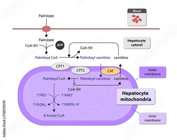 Obraz Ketogenesis transforms fats and some amino acids into ketone bodies, providing an alternative fuel source, crucial during fasting or low-carb diets, 2d