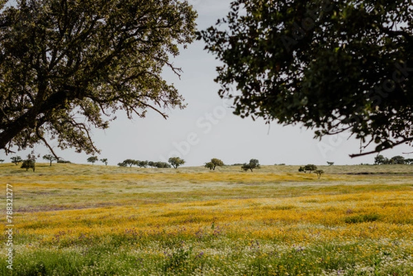 Fototapeta Flowered meadow in Alentejo Portugal