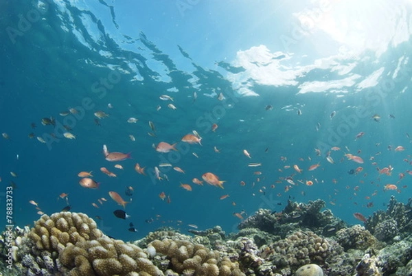 Fototapeta 海底に舞うハナゴイの群れ