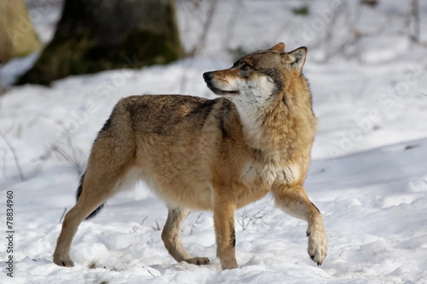 Obraz Wolf ( canis lupus )