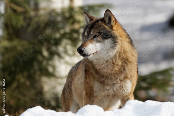 Obraz Wolf ( canis lupus )
