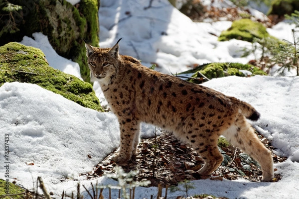 Obraz Luchs (lynx lynx)