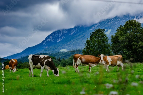 Fototapeta cows in the austrian alps