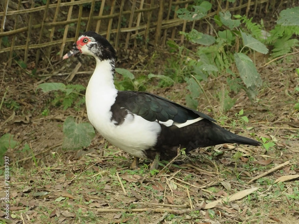 Obraz Muscovy duck