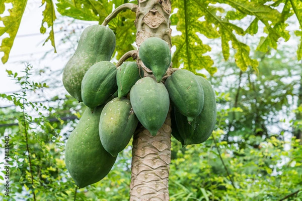 Fototapeta papaya on the papaya tree