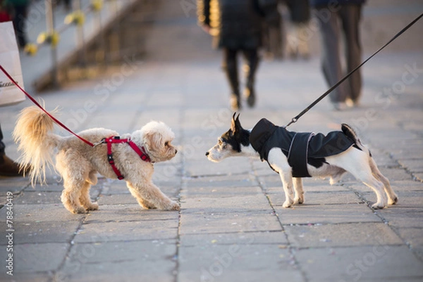 Obraz Two dogs meeting on a walk
