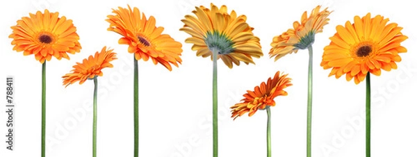 Obraz Gerberas