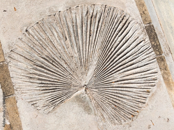 Obraz round plant leaf