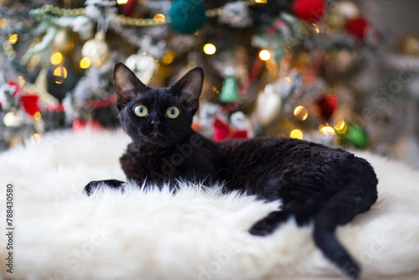 Fototapeta Black Devon Rex cat lies near the Christmas tree
