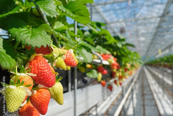 Fototapeta Industrial food production of strawberries in a greenhouse in the Netherlands. Closeup of red and green strawberries in a glasshouse under a blue sky.	